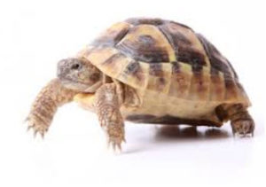 fast turtle